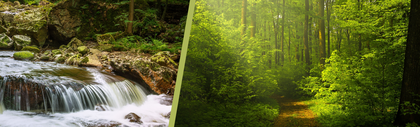 rivière et foret